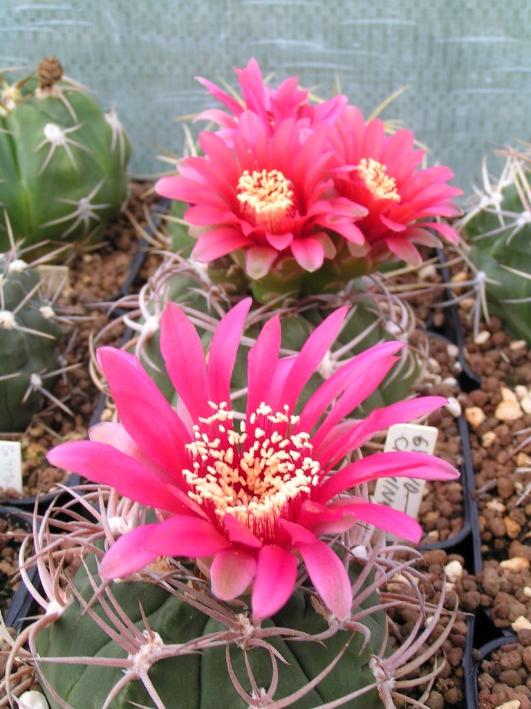 Gymnocalycium carminanthum